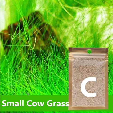 Image of Aquarium Seed Plant Glossostigma/ Hemianthus/ Callitrichoides