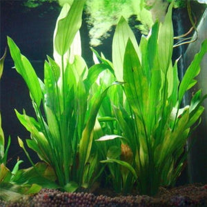 Artificial Aquatic Plant Ornaments