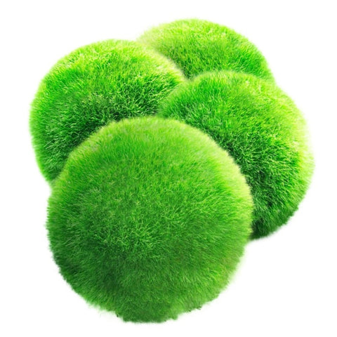 Image of Aquarium Moss Ball Water Grass
