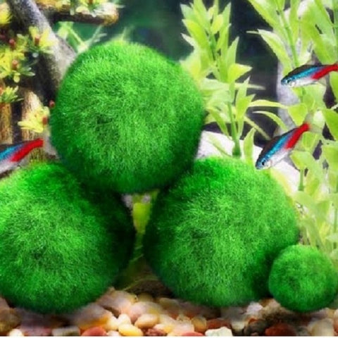 Image of Aquarium Moss Ball Water Grass