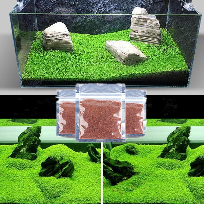 fish aquarium plant seeds Aquarium Seed Plant Glossostigma/ Hemianthus/ Callitrichoides – Haibong