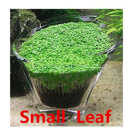 Image of Aquarium Seed Plant Glossostigma/ Hemianthus/ Callitrichoides