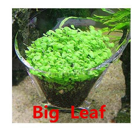 Image of Aquarium Seed Plant Glossostigma/ Hemianthus/ Callitrichoides