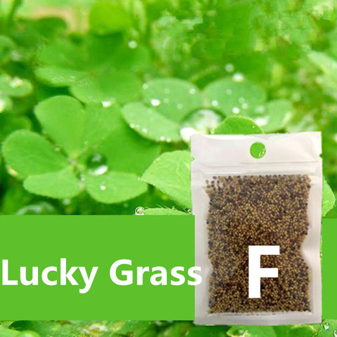 Image of Aquarium Seed Plant Glossostigma/ Hemianthus/ Callitrichoides